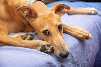 Greyhound as a pet