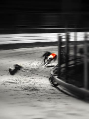 Black & white greyhound race