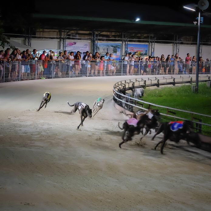 Greyhound racing in Vietnam