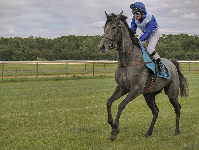 Grey Horse and Jockey