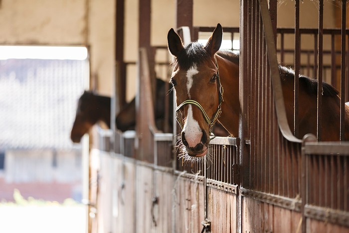 Horse Looking Over Stable Gate