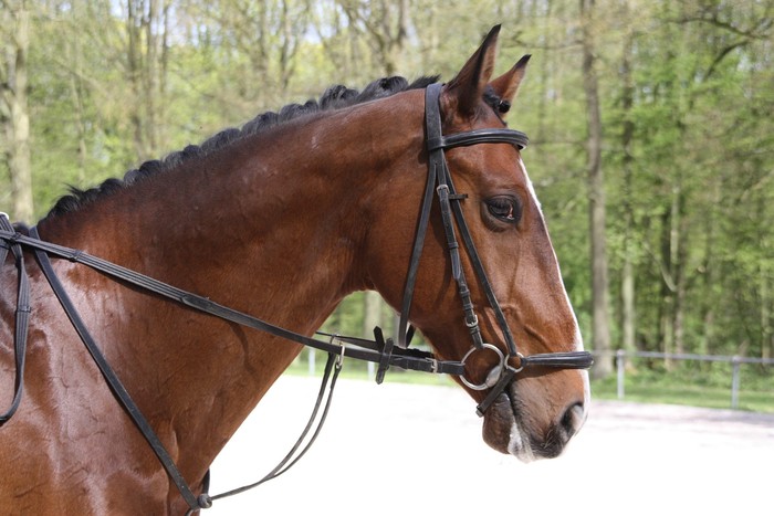 Profile of Horse in Yard