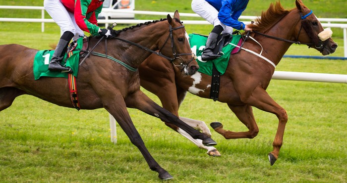 Two Bay Horses During Race