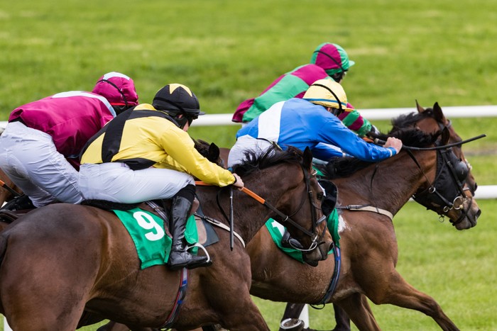 Group of Horses in Turf Race