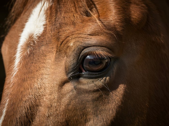 Eye of Light Bay Horse with White Markings